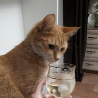 Кот :: Аркадий Дадашев