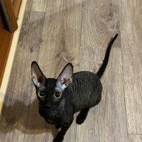 Кошачьи глаза :: Юлия