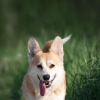 Кнопочка :: Анна 