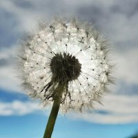 Летнее солнышко :: Виктория 