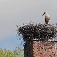 *** :: Любовь Сахарова