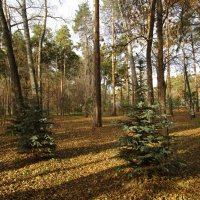 прогулка по Зелёной роще :: Елена Шаламова