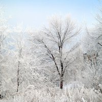 В зимней чаще... :: Андрей Заломленков