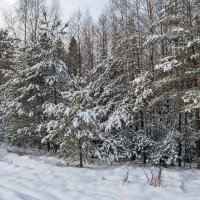 Хорошо в лесу зимой :: Валерий Иванович