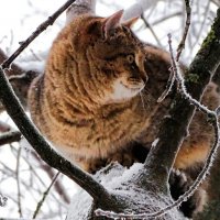 "Охотник" в "засаде". :: Милешкин Владимир Алексеевич 