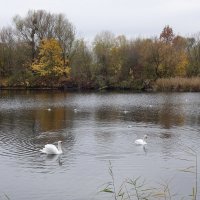 Лебеди в городском парке :: Рита Симонова