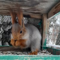 Белка на подкреплении в кормушке . :: Мила Бовкун