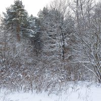 Ветки деревьев в снегу :: Александр Синдерёв