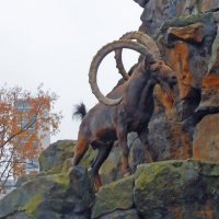 Берлинский зоопарк. Горный козел – настоящий природный альпинист. :: Ольга Довженко