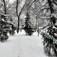 Снегом ласково укрыты против холода защита. :: Татьяна Помогалова