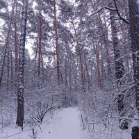 А лес стоит загадочный... :: Любовь Сахарова