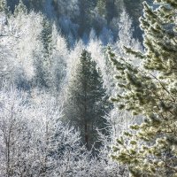 Зимы волшебные мгновения :: Наталья Димова