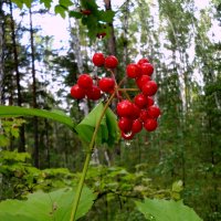 Плачет под дождём калина. :: nadyasilyuk Вознюк