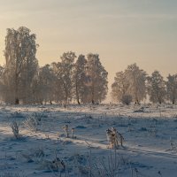 Белые березы в морозной бирюзе. :: Вадим Басов