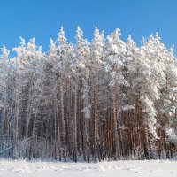 На прогулках в декабре.. :: Андрей Заломленков