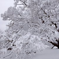 Красиво дерево украсила зима. :: Лия ☼