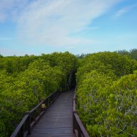 Мангровый лес в Пранбури (Pranburi Forest Park) :: Иван Литвинов