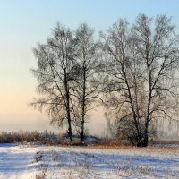 Стоят берёзы на морозе. :: nadyasilyuk Вознюк