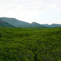 Мангровый лес в Пранбури (Pranburi Forest Park) :: Иван Литвинов