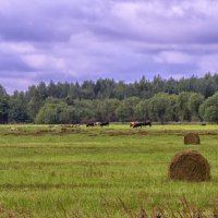 Луга вдоль дороги :: Сергей Цветков