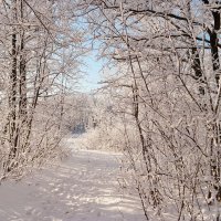 На прогулках декабря... :: Андрей Заломленков