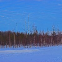 Утро февраля...Первым на лыжню! :: Владимир 