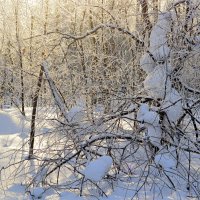 Полдень в зимнем лесу :: Татьяна Лютаева