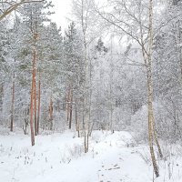 Утро в лесу :: Татьяна Тюменка