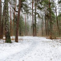 Лес в конце декабря. :: Милешкин Владимир Алексеевич 