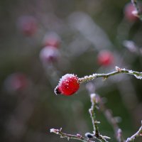 ! :: Вен Гъновски