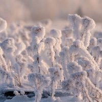 Хрустальный звон зимы. :: Вадим Басов