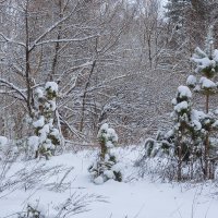 Деревья в снегу :: Александр Синдерёв