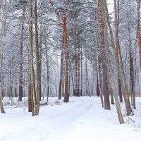 В зимнем лесу :: Татьяна Тюменка