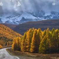 По Чуйскому тракту .  Курай. :: Марина Юдинских