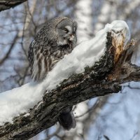 бородатая неясыыть. :: юрий макаров