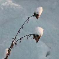 31 декабря после снегопада :: Светлана 