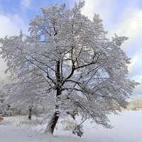 Деревья в прошлогоднем снегу :: Татьяна Тюменка