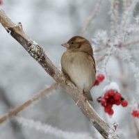 *** :: Александр 