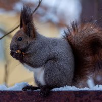 Перекус. :: Вадим Басов