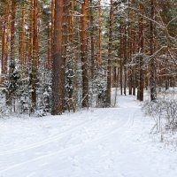 Сосновый бор в январе (репортаж из поездок по области). :: Милешкин Владимир Алексеевич 