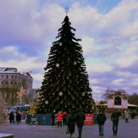 Семнадцатиметровой ель у Храма Христа Спасителя. :: Татьяна Помогалова