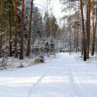 Зимний лес. :: Милешкин Владимир Алексеевич 