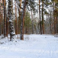 В зимнем лесу под Смоленском. :: Милешкин Владимир Алексеевич 