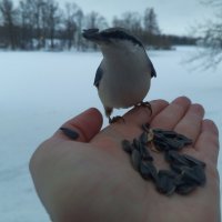 Поползень :: Сапсан 