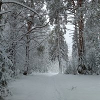 Заснежило... :: Алена 