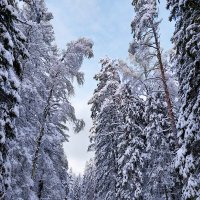 Линдуловская роща :: Ирина Румянцева