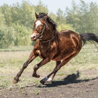 Пони :: SanSan 