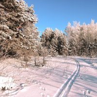 По белому снегу :: Василий Колобзаров