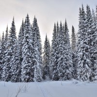 Немного заснеженной тайги. :: Владимир Мигонькин