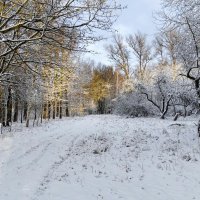 Январским утром в лесу. :: Милешкин Владимир Алексеевич 